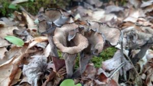 Local and Medicinal Mushrooms